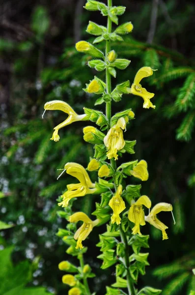 Sticky sage, Jupiter\'s sage, Salvia glutinosa, erect perennial herb with glandular tomentose leaves and yellow 3-5 cm long flowers in clusters,