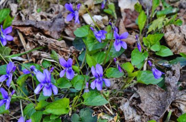 Orman çimlerinde küçük mor bahar menekşeleri (viola reichenbachiana). Bahçede erken gelen köpek-menekşe çiçekleri. Doğal çiçek arkaplanı