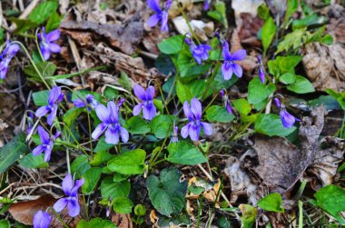Orman çimlerinde küçük mor bahar menekşeleri (viola reichenbachiana). Bahçede erken gelen köpek-menekşe çiçekleri. Doğal çiçek arkaplanı
