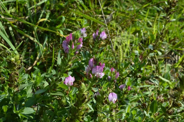 Ononis Arvensis Floresce Prado Restharrow Campo Ononis Arvensis Jardim Abelha — Fotografia de Stock