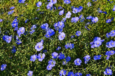 Flax (Linum usitatissimum), Linaceae familyasından Linum cinsinin bir üyesidir..