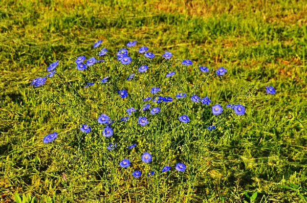 Linum Usitatissimum Linum Usitatissimum Est Genre Lin Famille Des Linaceae — Photo