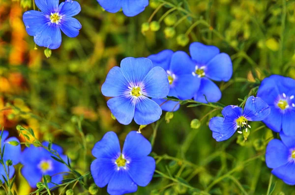 Linum Usitatissimum Linum Usitatissimum Est Genre Lin Famille Des Linaceae &mdash; Photo