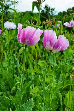 Tohum kutularına ve Ukrayna 'da yetiştirilen Papaver somniferum bitkilerinin koyu pembe çiçeklerine yakın çekim.
