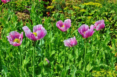 Tohum kutularına ve Ukrayna 'da yetiştirilen Papaver somniferum bitkilerinin koyu pembe çiçeklerine yakın çekim.