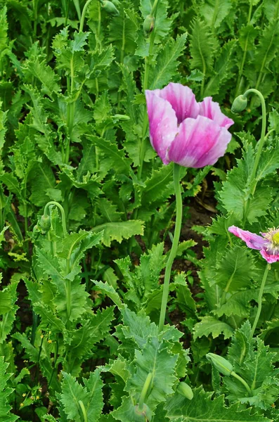 Крупный План Семенных Коробок Темно Розовых Цветков Papaver Somniferum Растений — стоковое фото