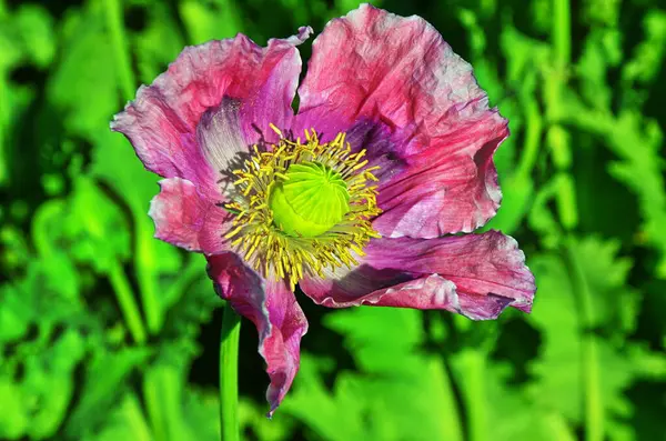 Крупный План Семенных Коробок Темно Розовых Цветков Papaver Somniferum Растений — стоковое фото