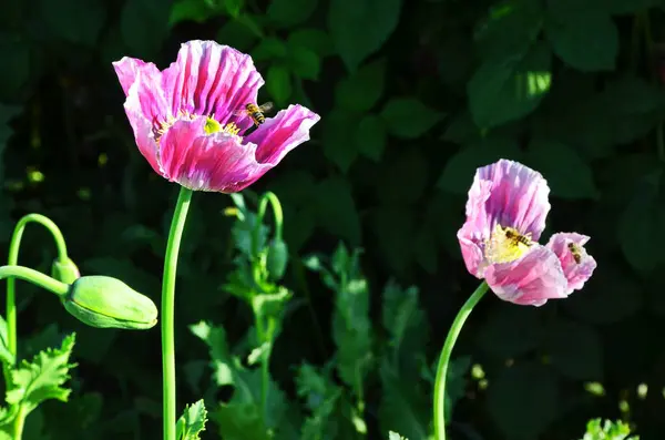 Крупный План Семенных Коробок Темно Розовых Цветков Papaver Somniferum Растений — стоковое фото