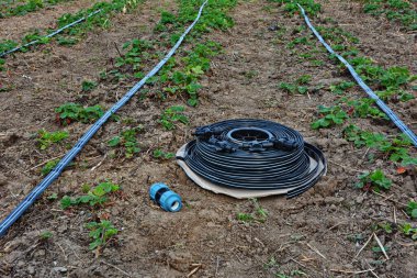 Çilek tarlası kırsal bölgelerde bir damla sulama sistemiyle yetişir..