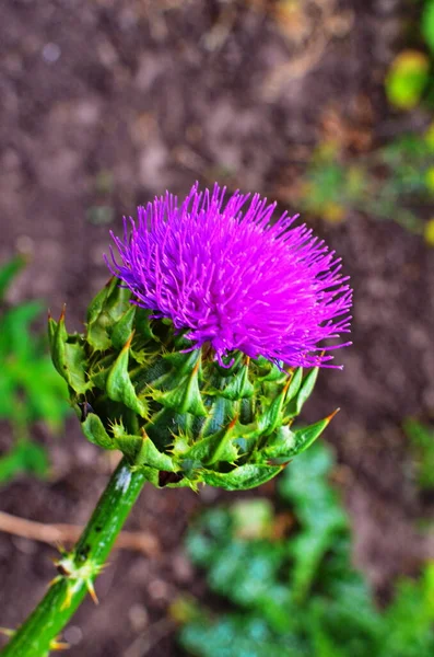 Planta Espinosa Cardo Utiliza Medicina — Foto de Stock