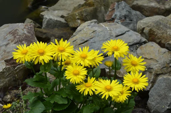 Floraison Doronicum Orientale Doronicum Oriental Leopard Bane Plants Fleurs Doronicum — Photo