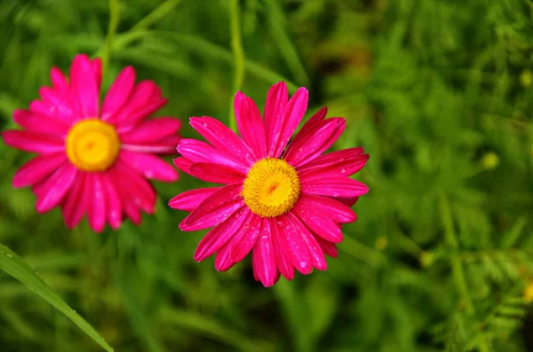 Piretro Rosa Margarida Persa Lat Pyrethrum Roseum Close Margaridas Pyretrum — Fotografia de Stock