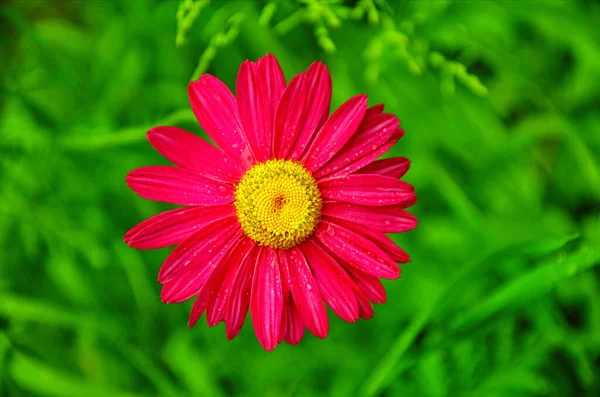 Różowy Pyrethrum Lub Perska Daisy Lat Zbliżenie Gorączki Róży Stokrotki — Zdjęcie stockowe