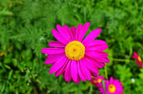 Den Rosa Pyrethrum Eller Persiska Daisy Lat Pyrethrum Roseum Närbild — Stockfoto