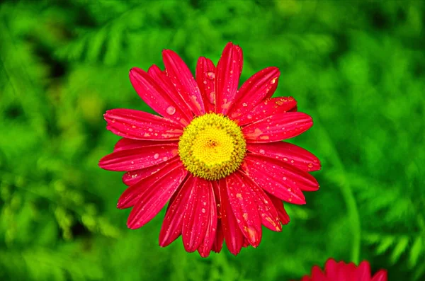 The pink pyrethrum, or Persian Daisy (lat. Pyrethrum roseum) close-up. Daisies Pyretrum bright pink on a bright green background — Stock Image Pink Pyrethrum Persian Daisy Lat Pyrethrum Roseum Close Daisies Pyretrum Royalty Free Stock Images