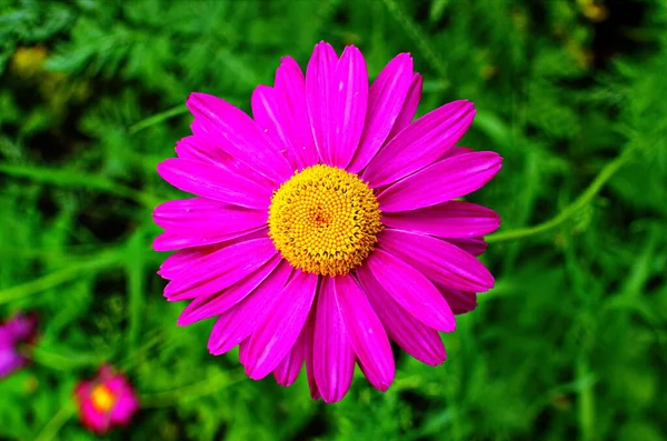 The pink pyrethrum, or Persian Daisy (lat. Pyrethrum roseum) close-up. Daisies Pyretrum bright pink on a bright green background — Stock Image Pink Pyrethrum Persian Daisy Lat Pyrethrum Roseum Close Daisies Pyretrum Stock Image