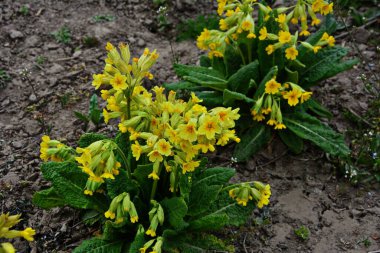 Bahar yabani çiçekleri - Primula verisi (inek ayağı, inek ayağı, inek ayağı çuha çiçeği))