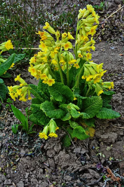 Våren Vilda Blommor Primula Veris Cowslip Vanlig Cowslip Cowslip Primula — Stockfoto