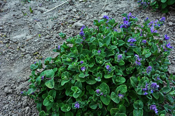 Nepeta Racemosa Catnip Raceme Syn Mussiniii Una Especie Planta Fanerógama —  Fotos de Stock