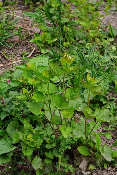 Alliaria Petiolata Μουστάρδα Σκόρδου Είναι Ένα Διετές Ανθοφόρο Φυτό Της — Φωτογραφία Αρχείου