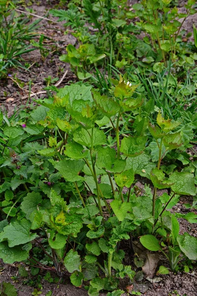 Alliaria Petiolata Neboli Česneková Hořčice Dvouletá Kvetoucí Rostlina Čeledi Brassicaceae — Stock fotografie