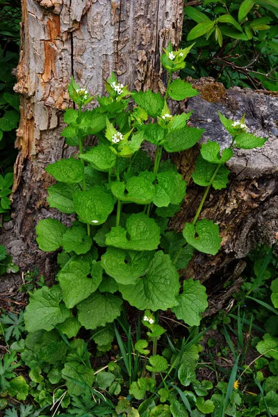 Alliaria Petiolata Moutarde Ail Est Une Plante Fleurs Bisannuelle Famille — Photo