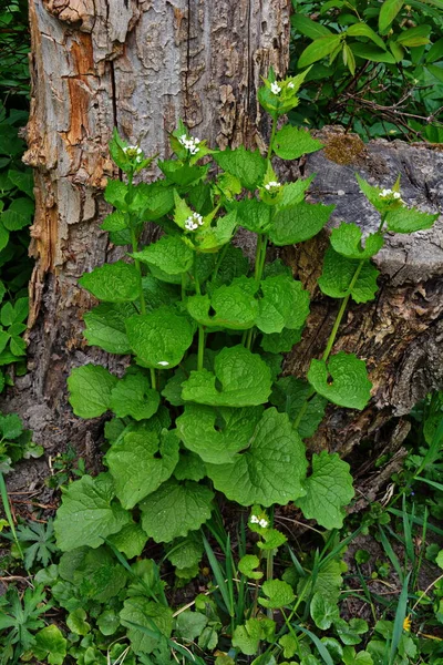 Alliaria Petiolata Garlic Mustard Biennial Flowering Plant Mustard Family Brassicaceae — Stock Photo, Image