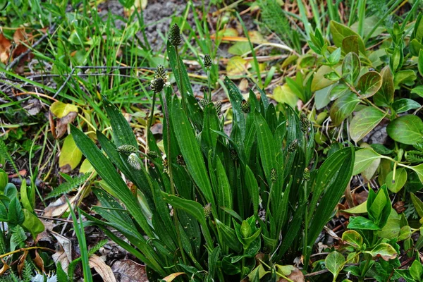 Pirzola otunun çiçekli başları, bitkisel lanceolata. Çimenlerde bir sürü kızılötesi madde var. Pirzola da geleneksel bir tıbbi bitkidir..
