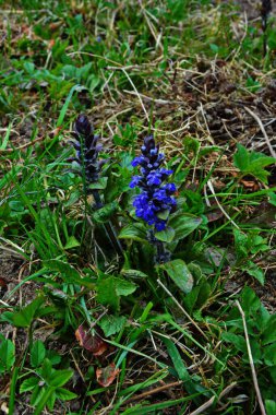 Mavi ya da sıradan borazan, bugleherb, bugleweed, havyar ya da halı bugleweed (Ajuga reptans)
