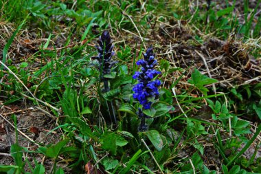 Mavi ya da sıradan borazan, bugleherb, bugleweed, havyar ya da halı bugleweed (Ajuga reptans)