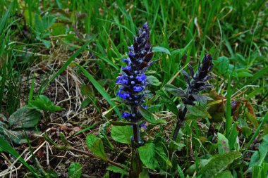 Mavi ya da sıradan borazan, bugleherb, bugleweed, havyar ya da halı bugleweed (Ajuga reptans)