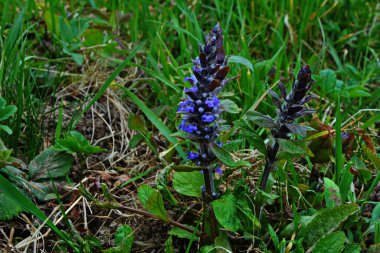 Mavi ya da sıradan borazan, bugleherb, bugleweed, havyar ya da halı bugleweed (Ajuga reptans)