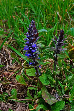 Mavi ya da sıradan borazan, bugleherb, bugleweed, havyar ya da halı bugleweed (Ajuga reptans)