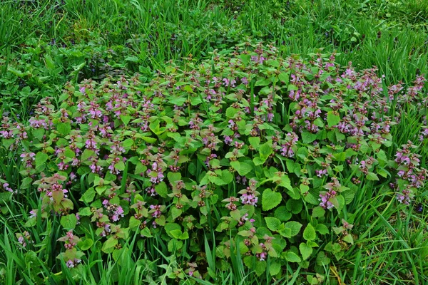 园中被称为红色或紫色死亡荨麻的紫色紫苏 — 图库照片