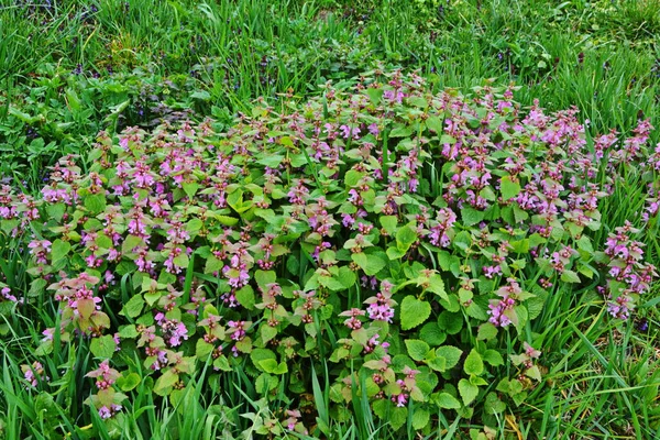 庭では 赤または紫の死んだイラクサとして知られているラミウム純度 — ストック写真