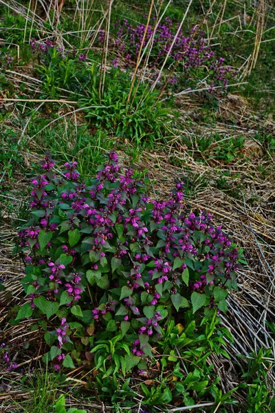 Lamium Purpureum Known Red Purple Dead Nettle Garden — Stock Photo, Image