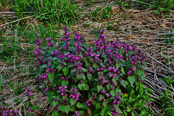 Lamium Purpureum Known Red Purple Dead Nettle Garden — Stock Photo, Image