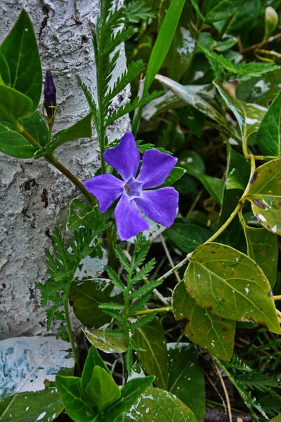 Lépésnövény Lila Virágai Vinca Herbacea — Stock Fotó