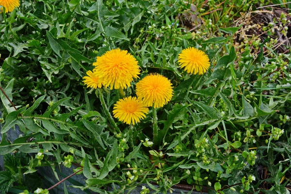 Pianta Dente Leone Con Germoglio Giallo Soffice Fiore Tarassaco Giallo — Foto Stock