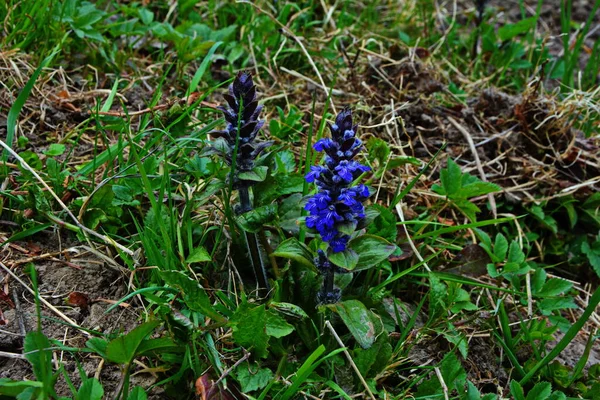 Zbliżenie Niebieskich Kwiatów Niebieskiego Lub Pospolitego Trąbki Lub Bugleherb Bugleweed — Zdjęcie stockowe