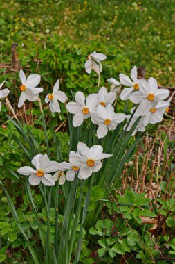 Narcissus şiirinin çiçek açan beyaz çiçekleri aynı zamanda şairin nergisi, şairin narsisi, nargis, sülün gözü, bulucu çiçek ya da pembemsi zambak olarak da bilinir.