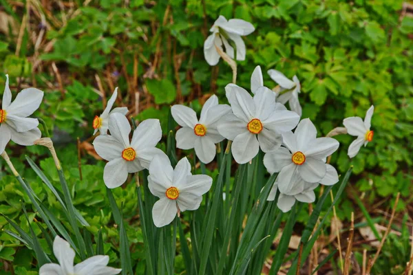 Flores Brancas Florescentes Narcissus Poeticus Também Conhecidas Como Narciso Poeta — Fotografia de Stock