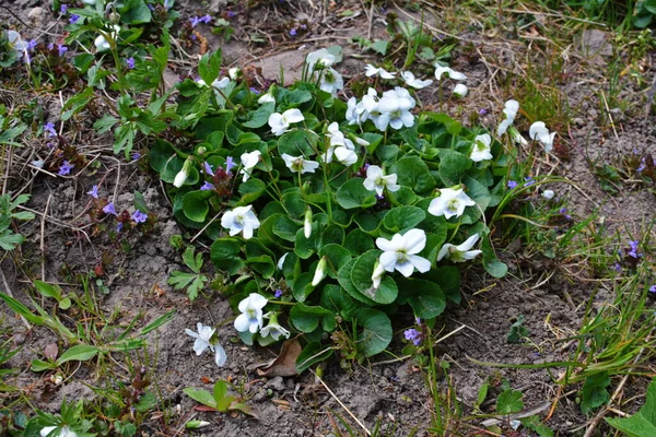 Friss Fehér Viola Canadensis Zöld Levelek Háttér Fehér Viola Napsütésben — Stock Fotó