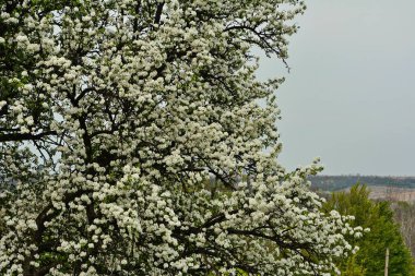 Çiçek açmış armut ağacı. Bahar başında armut çiçeği. Armut ağacının taze bahar dalları, mavi bahar gökyüzünde açan armut ağacı..