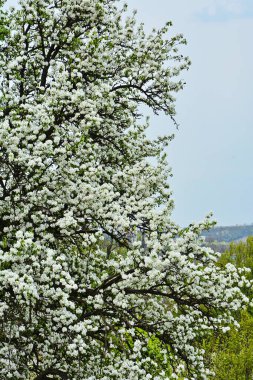 Çiçek açmış armut ağacı. Bahar başında armut çiçeği. Armut ağacının taze bahar dalları, mavi bahar gökyüzünde açan armut ağacı..