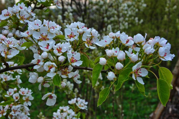 Грушевое Дерево Цвету Грушевый Цветок Ранней Весной Свежие Весенние Ветви — стоковое фото