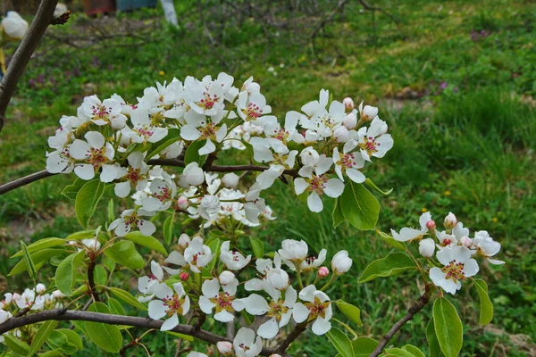 Birnbaum Voller Blüte Birnenblüte Zeitigen Frühjahr Frische Helle Frühlingszweige Eines — Stockfoto