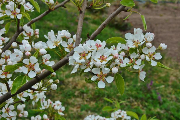 Грушеве Дерево Цвіте Груша Цвіте Ранньою Весною Свіжі Яскраві Весняні — стокове фото