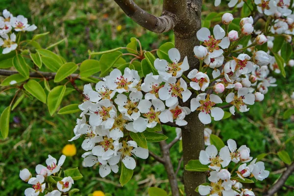 Päronträd Blom Päronblom Tidigt Våren Färska Ljusa Vårgrenar Ett Päron — Stockfoto