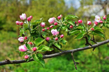 Beyaz Elma Çiçekleri. Çiçek açan güzel elma ağaçları. Baharda çiçek açan bir arka plan. Çiçek açan elma ağacı (Malus domestica) yakın plan. Elma çiçeği. Bahar geldi..